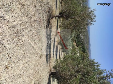 Parcel 8.500sqm for sale-Kimi » Oxilithos