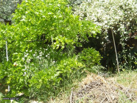 Land plot 152sqm for sale-Poligono - Tourkovounia » Poligono