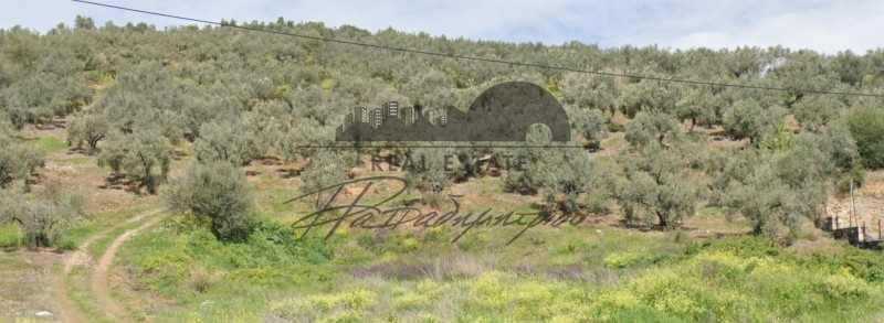 Αγροτεμάχια 9.704 τ.μ. προς πώληση, Μαγνησία, Πτελεός
