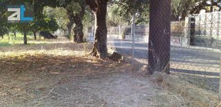 Οικόπεδο 3.250 τ.μ. για πώληση, Αχαΐα, Παραλία-thumb-7