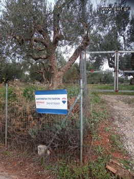 Αγροτεμάχια 4.255τ.μ. για πώληση-Αίγιο » Άγιος νικόλαος