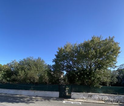 Οικόπεδο 1.564τ.μ. για πώληση-Σπάτα » Ήμερος πεύκος