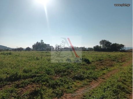 Αγροτεμάχια 13.000 τ.μ. για πώληση