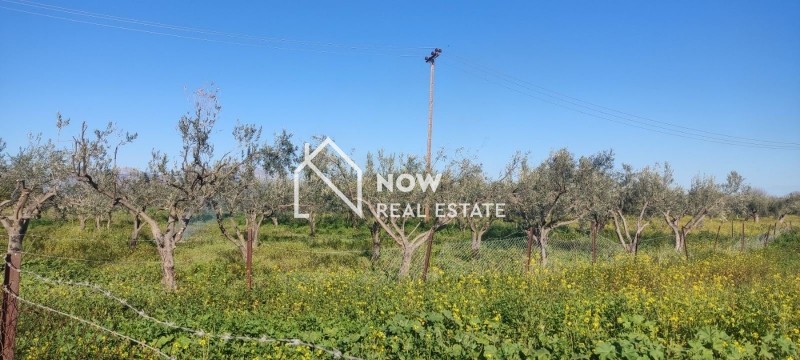 Αγροτεμάχια 1.300 τ.μ. προς πώληση, Αγία Αικατερίνη Ωρωπού