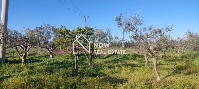Αγροτεμάχια 1.300 τ.μ. προς πώληση, Αγία Αικατερίνη Ωρωπού