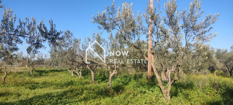Αγροτεμάχια 1.300 τ.μ. προς πώληση, Αγία Αικατερίνη Ωρωπού