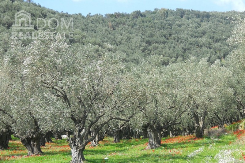 Αγροτεμάχια 18.390 τ.μ. προς πώληση, Μενδενίτσα