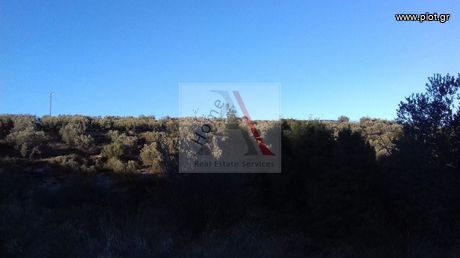 Parcel 13.000sqm for sale-Tenea » Mapsos
