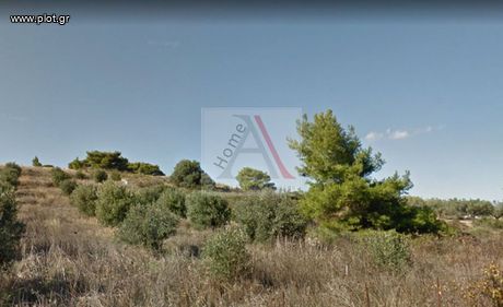 Αγροτεμάχια 4.913τ.μ. για πώληση-Πολύγυρος » Σκάλα γερακινής