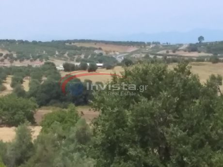 Αγροτεμάχια 9.000τ.μ. για πώληση-Κασσάνδρα » Κασσάνδρεια