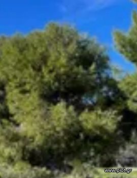 Land plot 274sqm for sale-Kalivia Thorikou » Lagonisi