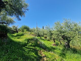 Οικόπεδο 4.026 τ.μ. για πώληση, Μεσσηνία, Αβία-thumb-2
