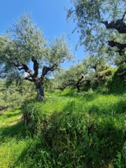 Οικόπεδο 4.026 τ.μ. για πώληση, Μεσσηνία, Αβία-thumb-4