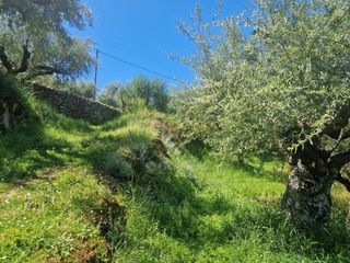 Οικόπεδο 4.026 τ.μ. για πώληση, Μεσσηνία, Αβία-thumb-7