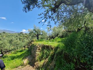 Οικόπεδο 4.026 τ.μ. για πώληση, Μεσσηνία, Αβία-thumb-5