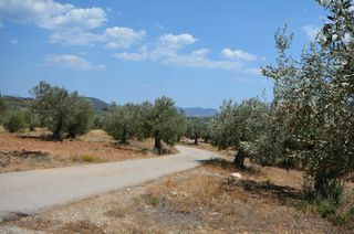 Αγροτεμάχια 9.800 τ.μ. προς πώληση, Κέντρο Ερμιόνης-thumb-8
