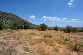 Αγροτεμάχια 9.800 τ.μ. προς πώληση, Κέντρο Ερμιόνης-thumb-5