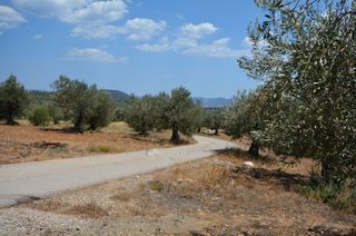 Αγροτεμάχια 9.800 τ.μ. προς πώληση, Κέντρο Ερμιόνης-thumb-15