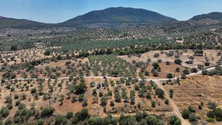 Αγροτεμάχια 9.800 τ.μ. προς πώληση, Κέντρο Ερμιόνης-thumb-14