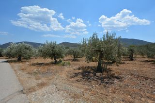 Αγροτεμάχια 9.800 τ.μ. προς πώληση, Κέντρο Ερμιόνης-thumb-20