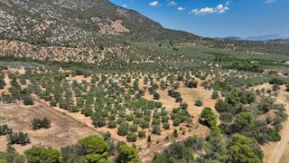 Αγροτεμάχια 9.800 τ.μ. προς πώληση, Κέντρο Ερμιόνης-thumb-11