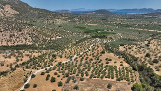 Αγροτεμάχια 9.800 τ.μ. προς πώληση, Κέντρο Ερμιόνης-thumb-7