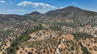 Αγροτεμάχια 9.800 τ.μ. προς πώληση, Κέντρο Ερμιόνης-thumb-19
