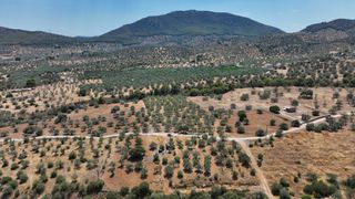 Αγροτεμάχια 9.800 τ.μ. προς πώληση, Κέντρο Ερμιόνης-thumb-18