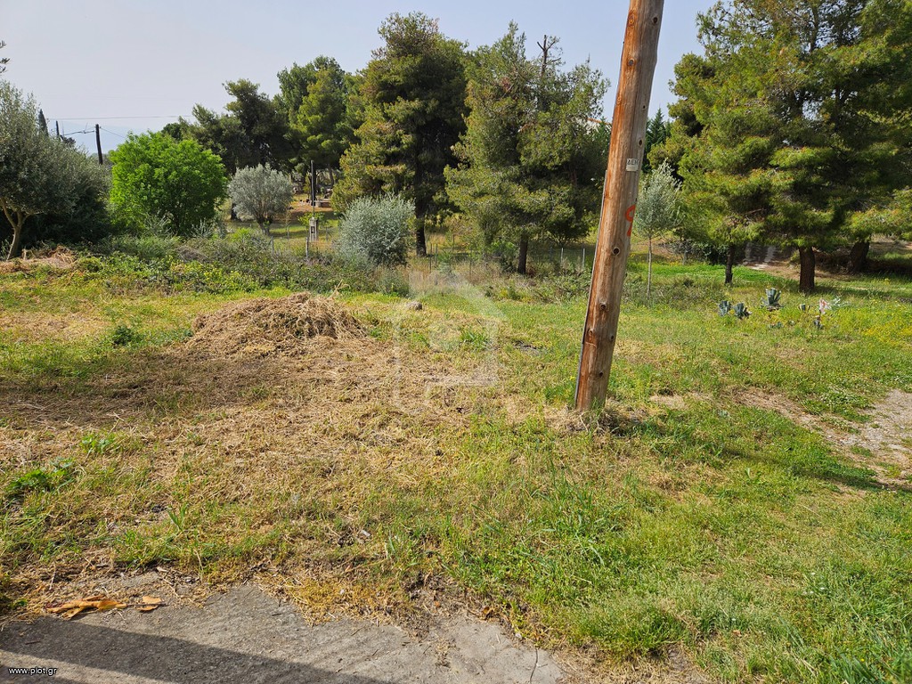 Αγροτεμάχια 246 τ.μ. προς πώληση, Μαγούλα Ερέτριας