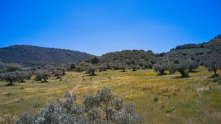 Αγροτεμάχια 22.500 τ.μ. προς πώληση, Κέντρο Ερμιόνης-thumb-7