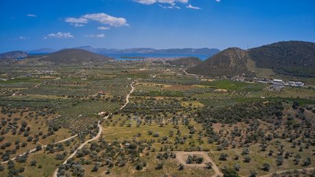 Αγροτεμάχια 22.500 τ.μ. για πώληση