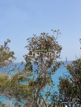 Land plot 2.300sqm for sale-Ierapetra » Koutsounari