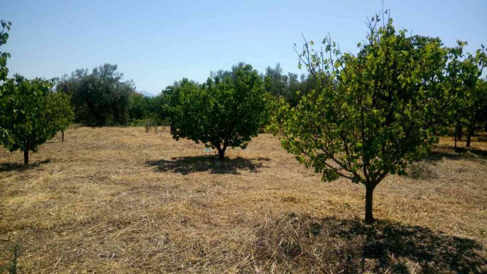 Αγροτεμάχια 4.124 τ.μ. πρός πώληση, Κορινθία, Σικυώνα