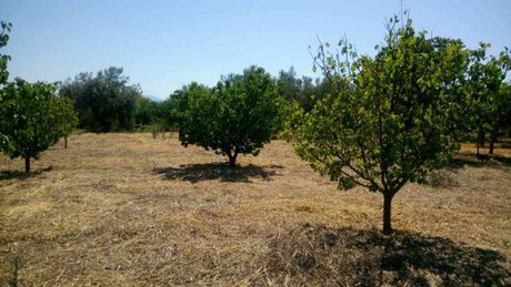 Αγροτεμάχια 4.124τ.μ. για πώληση-Σικυώνα » Δουρβατιώνα