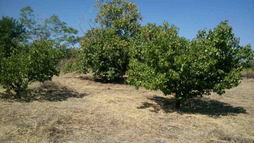 Αγροτεμάχια 4.124 τ.μ. πρός πώληση, Κορινθία, Σικυώνα