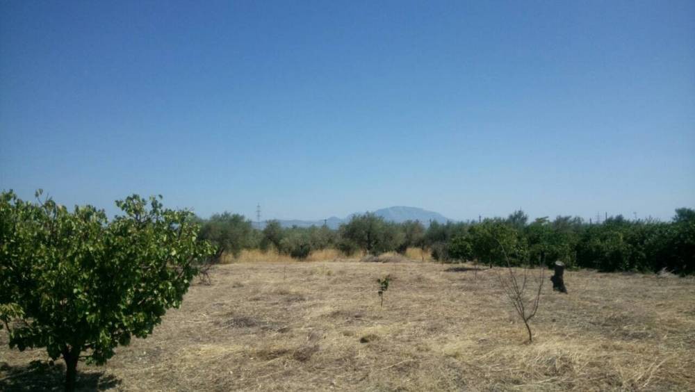 Αγροτεμάχια 4.124 τ.μ. πρός πώληση, Κορινθία, Σικυώνα