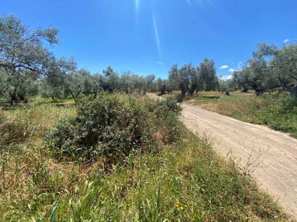 Αγροτεμάχια 6.350 τ.μ. πρός πώληση, Κορινθία, Σικυώνα