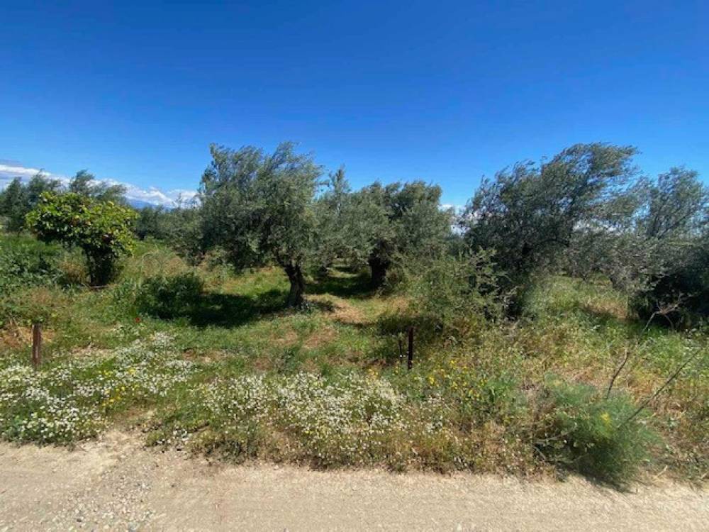 Αγροτεμάχια 6.350 τ.μ. πρός πώληση, Κορινθία, Σικυώνα