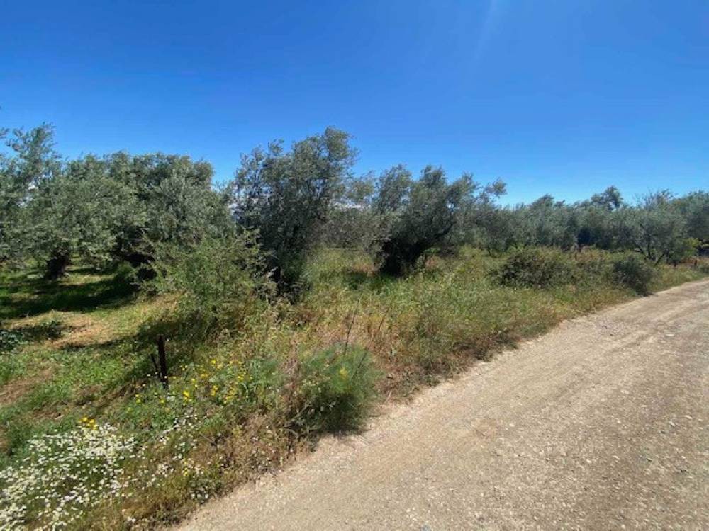 Αγροτεμάχια 6.350 τ.μ. πρός πώληση, Κορινθία, Σικυώνα