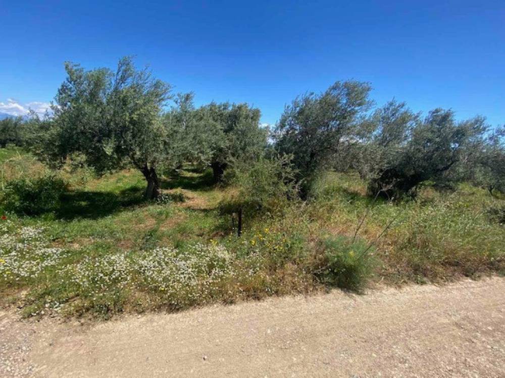 Αγροτεμάχια 6.350 τ.μ. πρός πώληση, Κορινθία, Σικυώνα