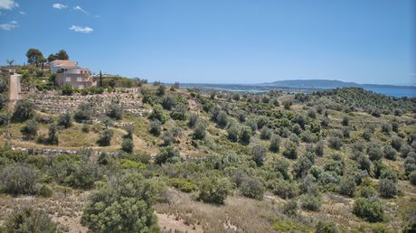 Αγροτεμάχια 2.000 τ.μ. για πώληση