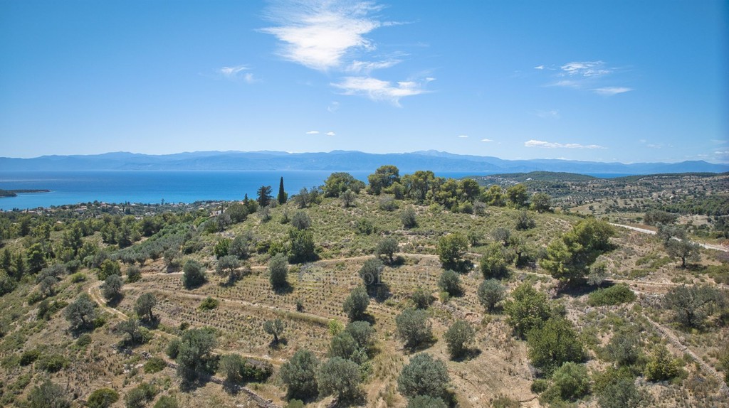 Αγροτεμάχια 32.000 τ.μ. προς πώληση, Βερβερούδα