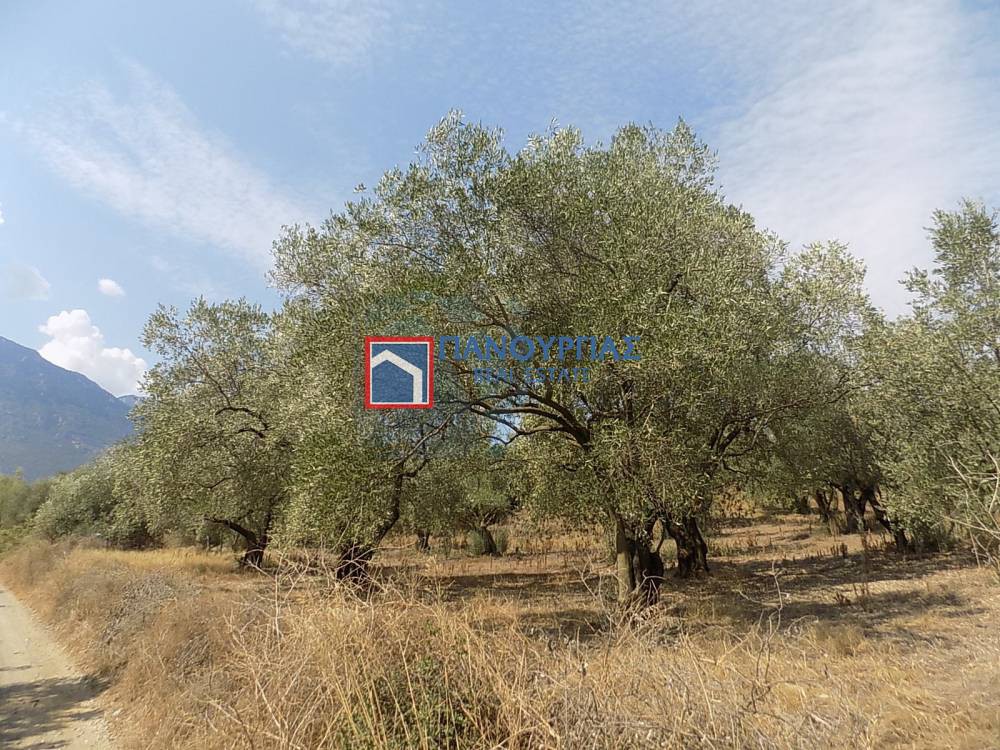 Αγροτεμάχια 6.882 τ.μ. προς πώληση, Φθιώτιδας, Υπάτη