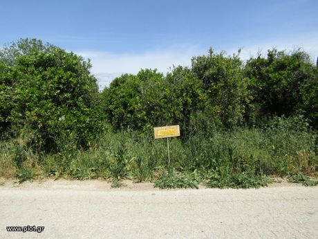 Αγροτεμάχια 3.250 τ.μ. για πώληση