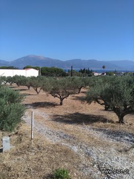 Αγροτεμάχια 5.100 τ.μ. για πώληση