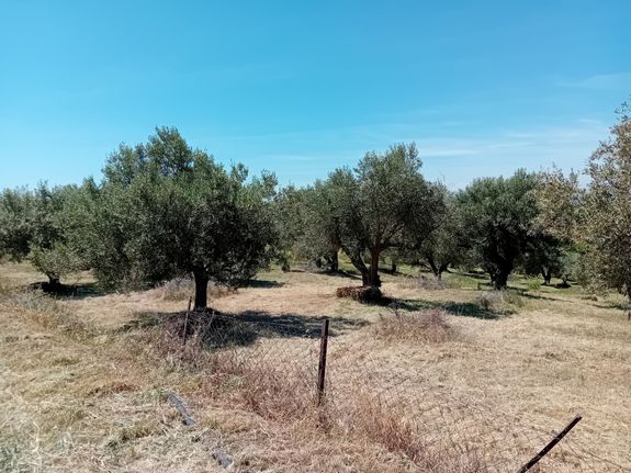 Αγροτεμάχια 5.060 τ.μ. για πώληση, Θεσσαλονίκη - Περιφ/Κοί Δήμοι, Θέρμη
