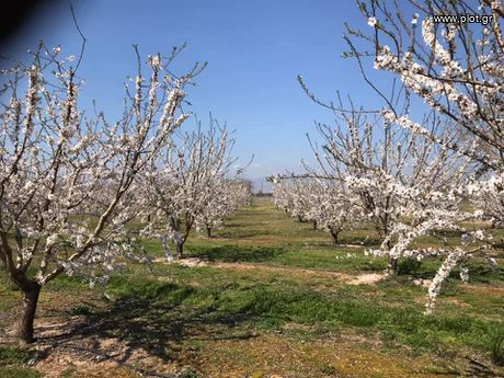 Αγροτεμάχια 3.000 τ.μ. για πώληση