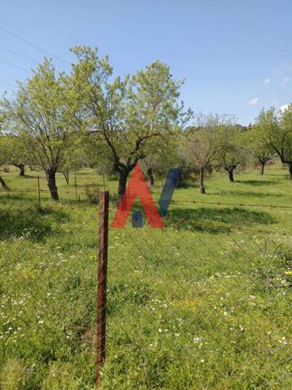 Αγροτεμάχια 1.650 τ.μ. για πώληση, Εύβοια, Αμάρυνθος