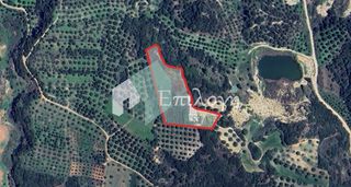 Αγροτεμάχια 8.350 τ.μ. για πώληση