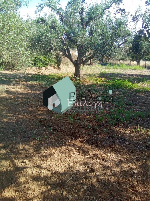 Αγροτεμάχια 5.600 τ.μ. προς πώληση, Μιντιλόγλι